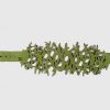 Bracelet Herbal - Image 7